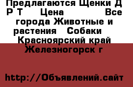 Предлагаются Щенки Д.Р.Т.  › Цена ­ 15 000 - Все города Животные и растения » Собаки   . Красноярский край,Железногорск г.